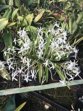 Load image into Gallery viewer, Vanda falcata x Vanda falcata *Seedling* (68mm)