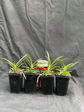 Load image into Gallery viewer, Vanda falcata x Vanda falcata *Seedling* (68mm)