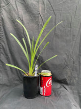 Load image into Gallery viewer, Cymbidium Rod's Tango 'Tabruk' 4 Inch (100mm)