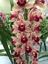 Load image into Gallery viewer, Cymbidium Rod's Tango 'Tabruk' 4 Inch (100mm)