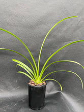 Load image into Gallery viewer, (Dolly x Janis Lin) 'A'