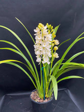 Load image into Gallery viewer, (Dolly x Janis Lin) 'A'