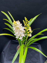 Load image into Gallery viewer, (Dolly x Janis Lin) 'A'