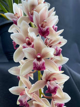 Load image into Gallery viewer, Mary Green 'Piccadilly Circus'