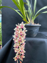 Load image into Gallery viewer, Mary Green 'Piccadilly Circus'