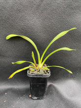 Load image into Gallery viewer, Mary Green 'Piccadilly Circus'