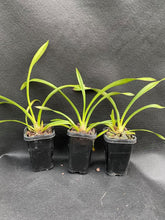 Load image into Gallery viewer, Mary Green 'Piccadilly Circus'