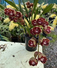 Load image into Gallery viewer, Uncle Everett '105'