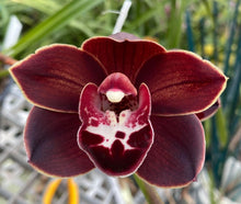 Load image into Gallery viewer, Uncle Everett '105'