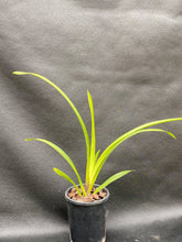 Load image into Gallery viewer, Uncle Everett '105'