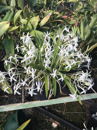 Vanda falcata x Vanda falcata *Seedling* (68mm)