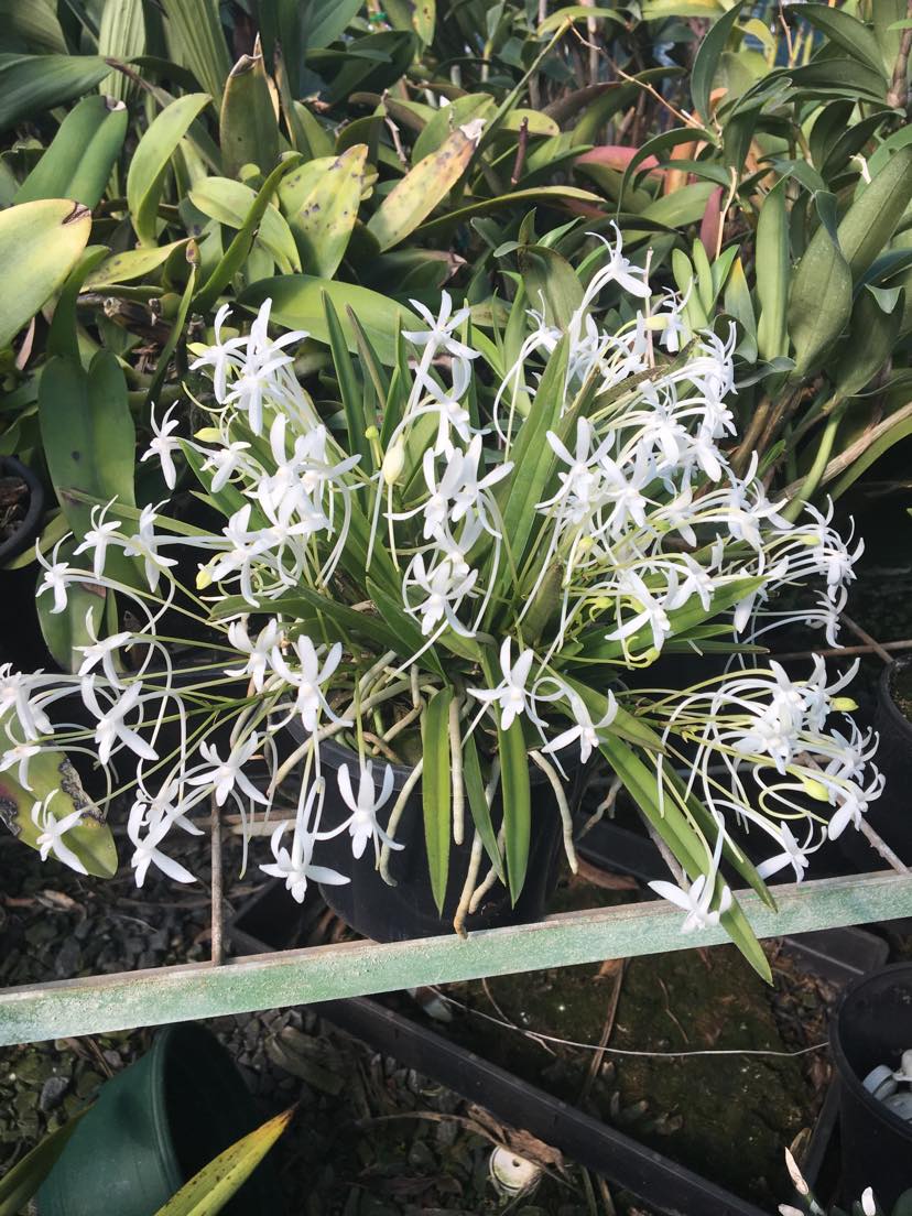 Vanda falcata x Vanda falcata *Seedling* (68mm)