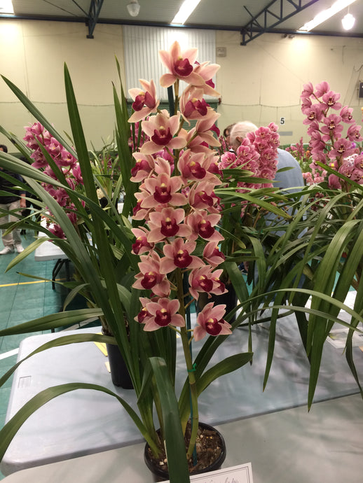 Cymbidium Rod's Tango 'Tabruk' 4 Inch (100mm)
