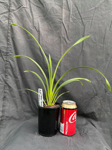 Lunar Sands 'Intense Gold' 4 Inch (100mm) pot