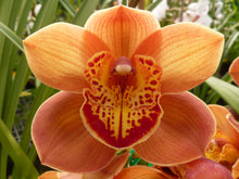 Load image into Gallery viewer, (Foxfire Amber x Mighty Tracey) *First Release Seedling*