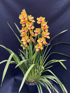 Lunar Sands 'Intense Gold' 4 Inch (100mm) pot