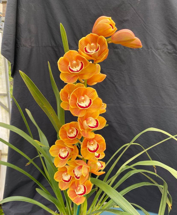 (Foxfire Amber x Mighty Tracey) *First Release Seedling*